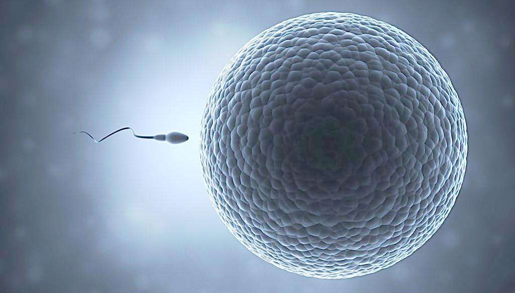 广州试管婴儿胚胎移植的成功几率