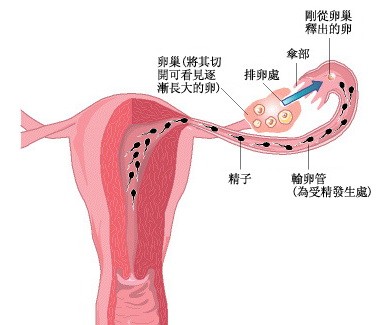 广州合法助孕:女性月经不调会影响怀孕吗？