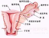 广州40岁借卵成功率_小子宫对妇女的受孕能力有害吗？