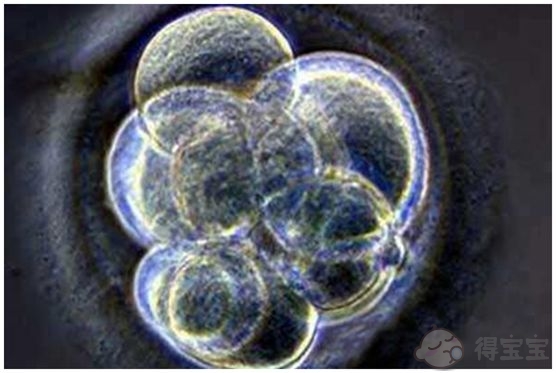 试管婴儿中，新鲜胚胎移植和冷冻胚胎移植哪个好？